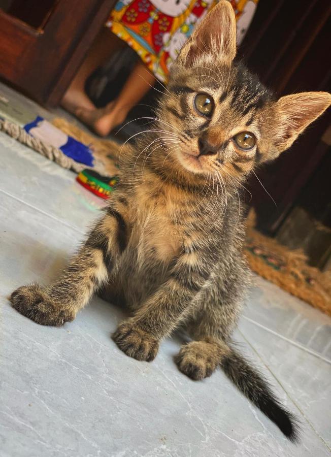 Jimador'S Homestay Gili Trawangan Dış mekan fotoğraf